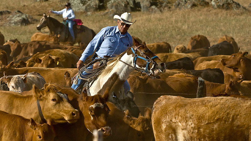 Image result for COWBOYS AND CATTLE